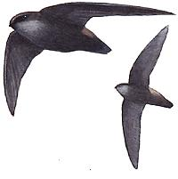 swifts