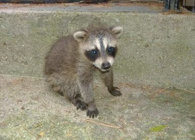 Raccon in chimney