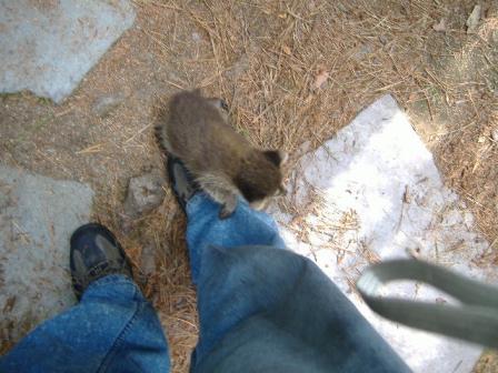 chimney animal removal